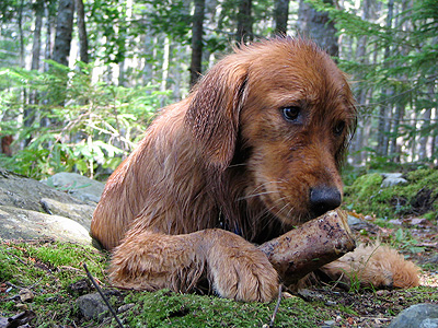 camping-with-dogs.jpg